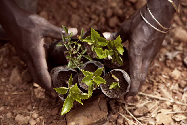 Sowing the seeds