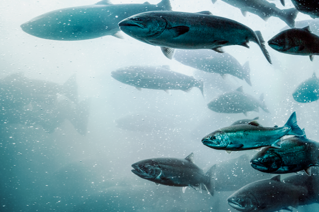 Fishy business