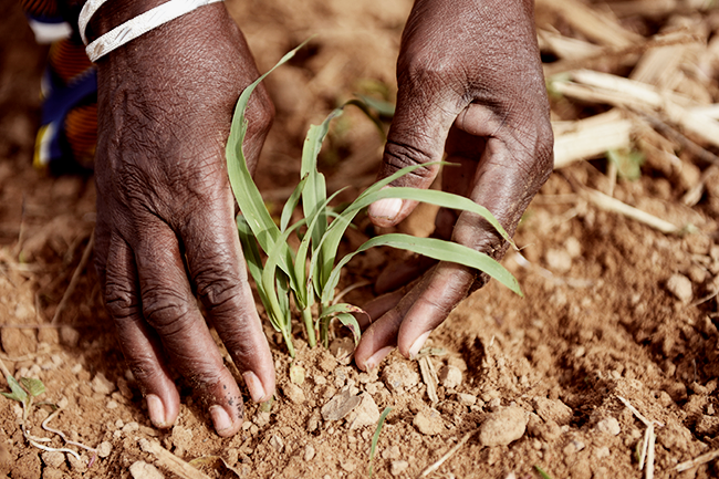 Sowing the seeds