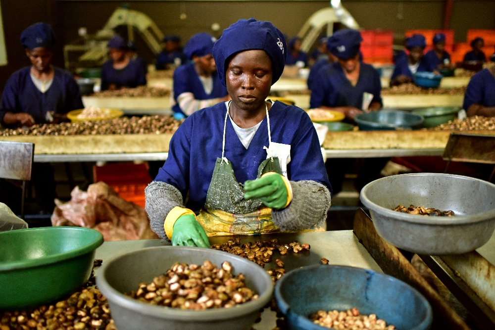 Ivory Coast hopes cashew 'grey gold' can conquer US market
