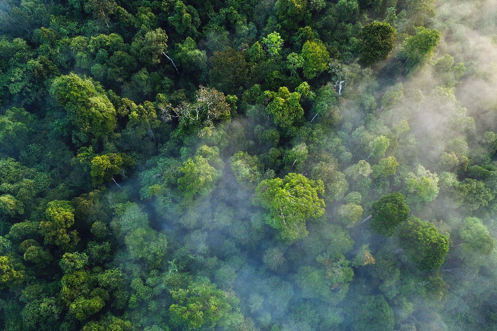 Climate talks resume online as pressure to act grows