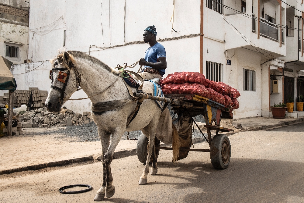 Senegal capital struggles to control horse-drawn carts