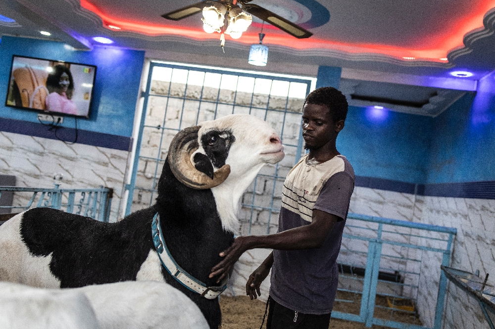 In Senegal, giant sheep Ladoum prized for Eid