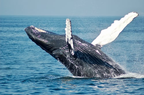 Amphibious whale