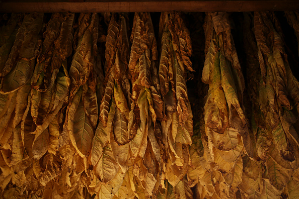 Tobacco