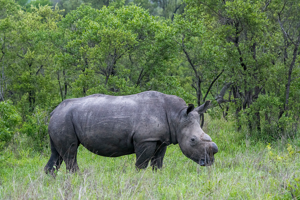 White rhino