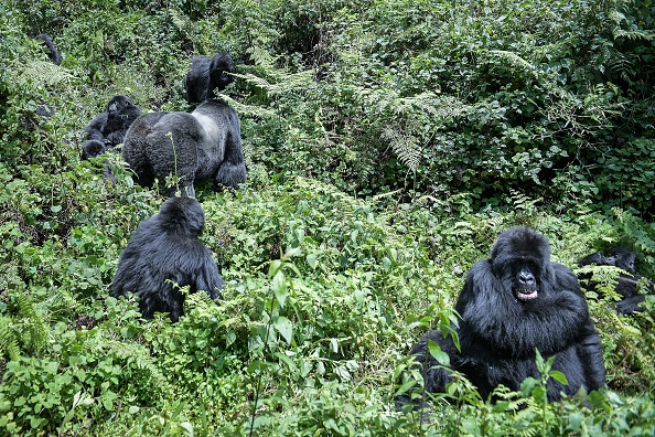 Gorillas