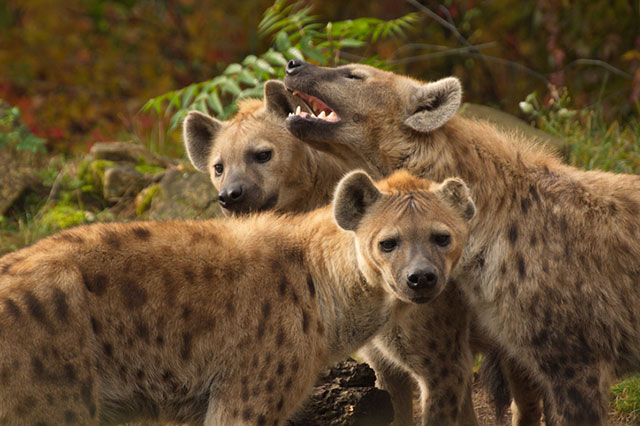 Kenya