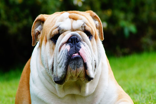 Bulldog