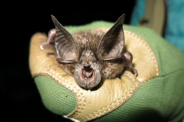 Endangered Bat