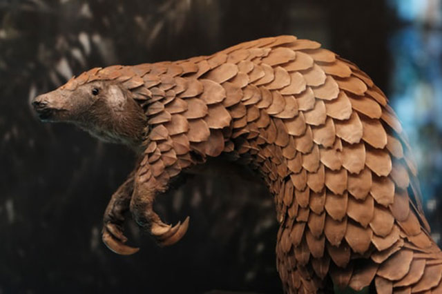 Pangolins