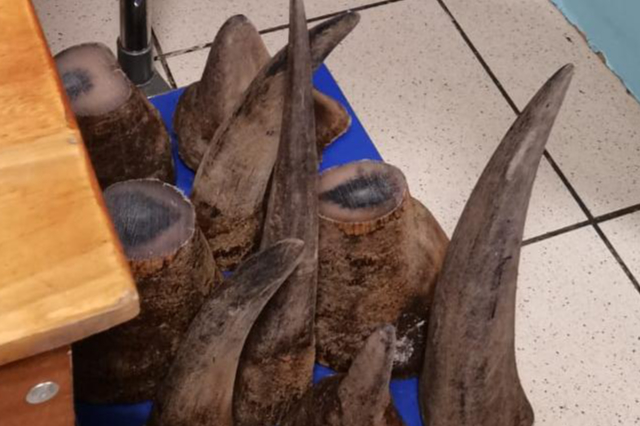 Man, 41, held at OR Tambo while trying to smuggle 26kg of rhino horn out of SA