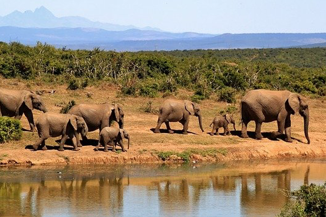elephants