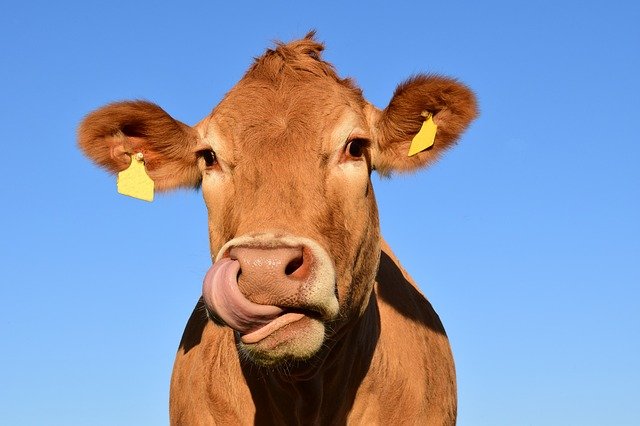 Foot-and-mouth disease