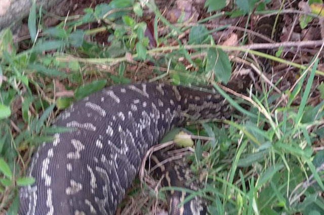 Southern African python