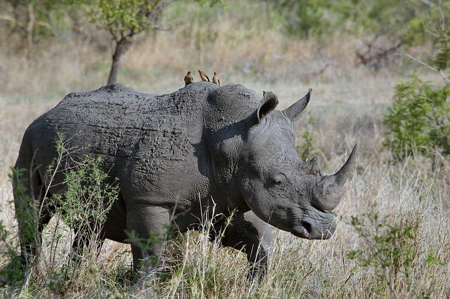 black rhinos relocation