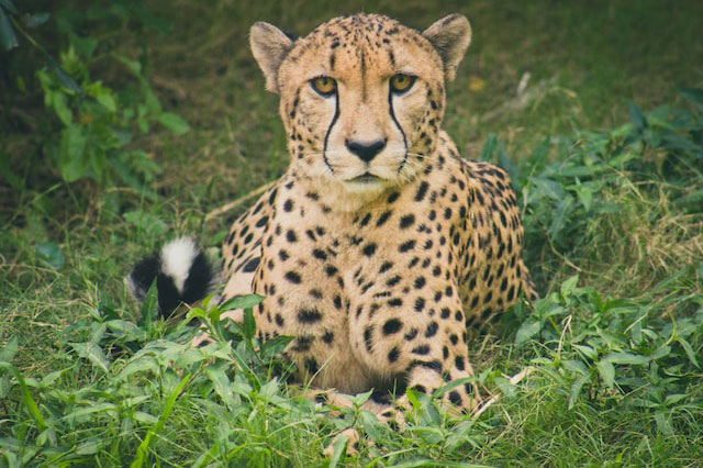 Cheetah