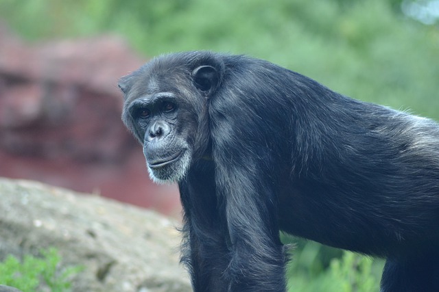 Guinea