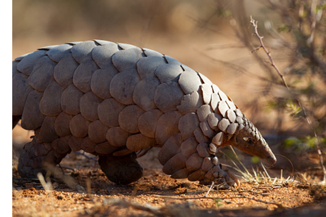 Pangolin