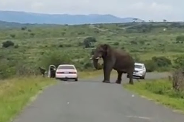 elephant encounter