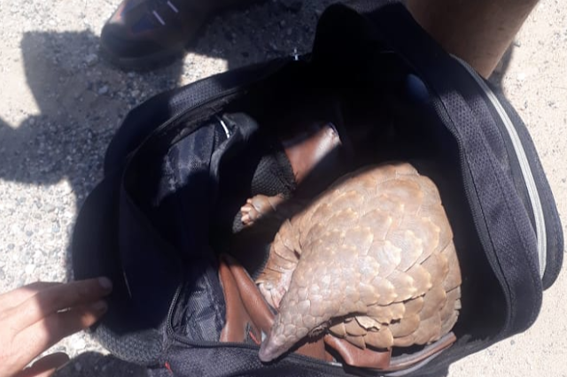 pangolin