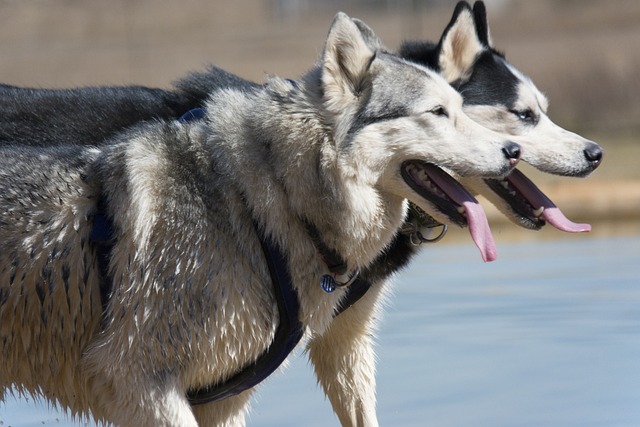 Two huskys