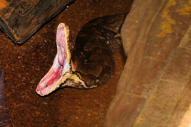 Southern African Rock Python