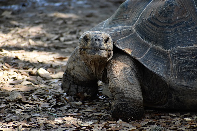 Tortoises