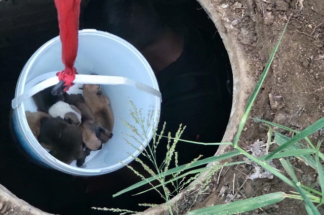 new born puppies saved
