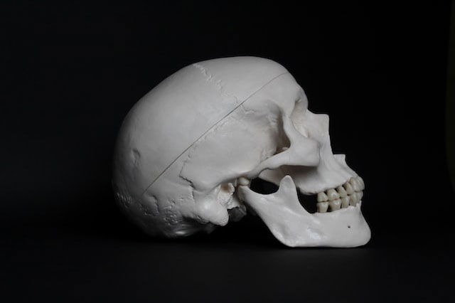 Human skull