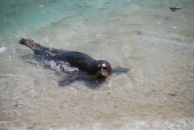 seal attack