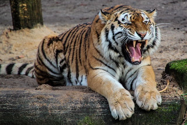 Sheba the Tiger