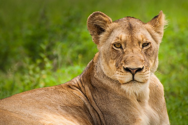 Lioness