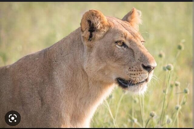 Lioness