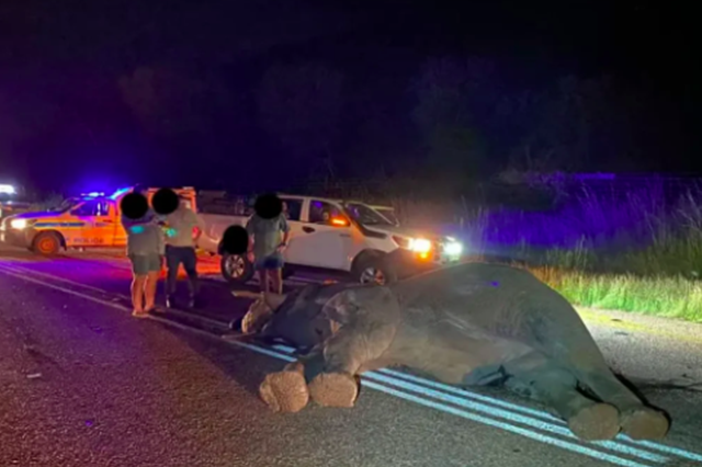 Five people injured as two bakkies collide with elephant