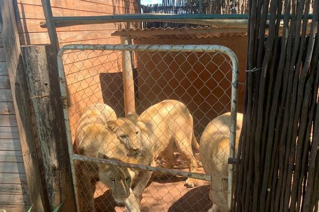 Man arrested for keeping three lions at a plot