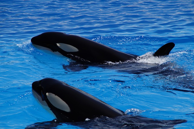 Orcas