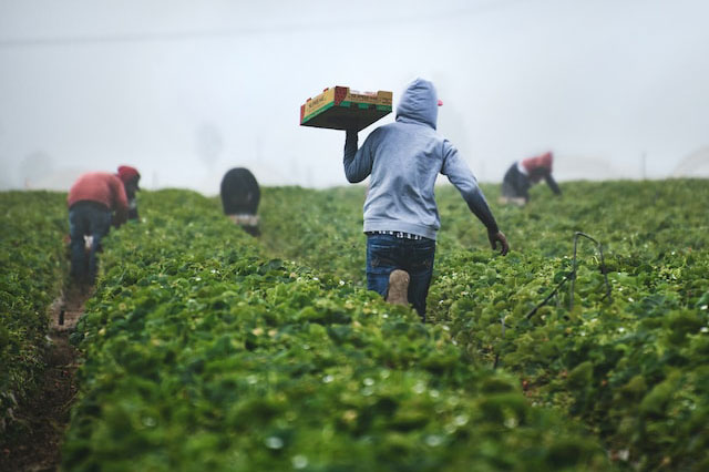 Farmers
