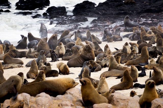 Seals