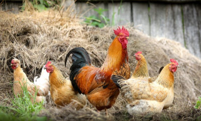 Bird flu