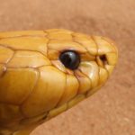 cape cobra snake