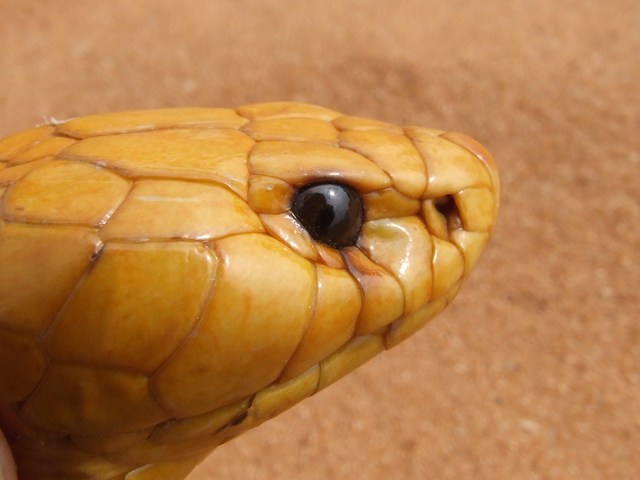 cape cobra snake