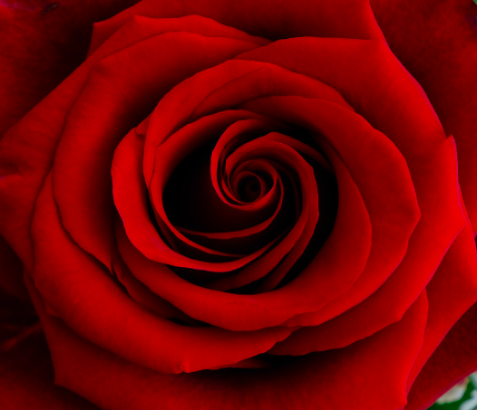 Valentine's Day/Rose