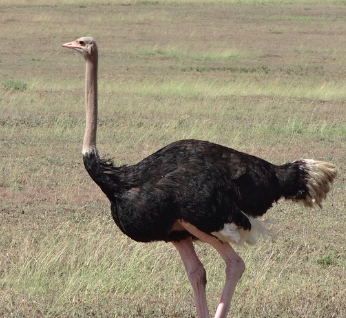 Ostrich