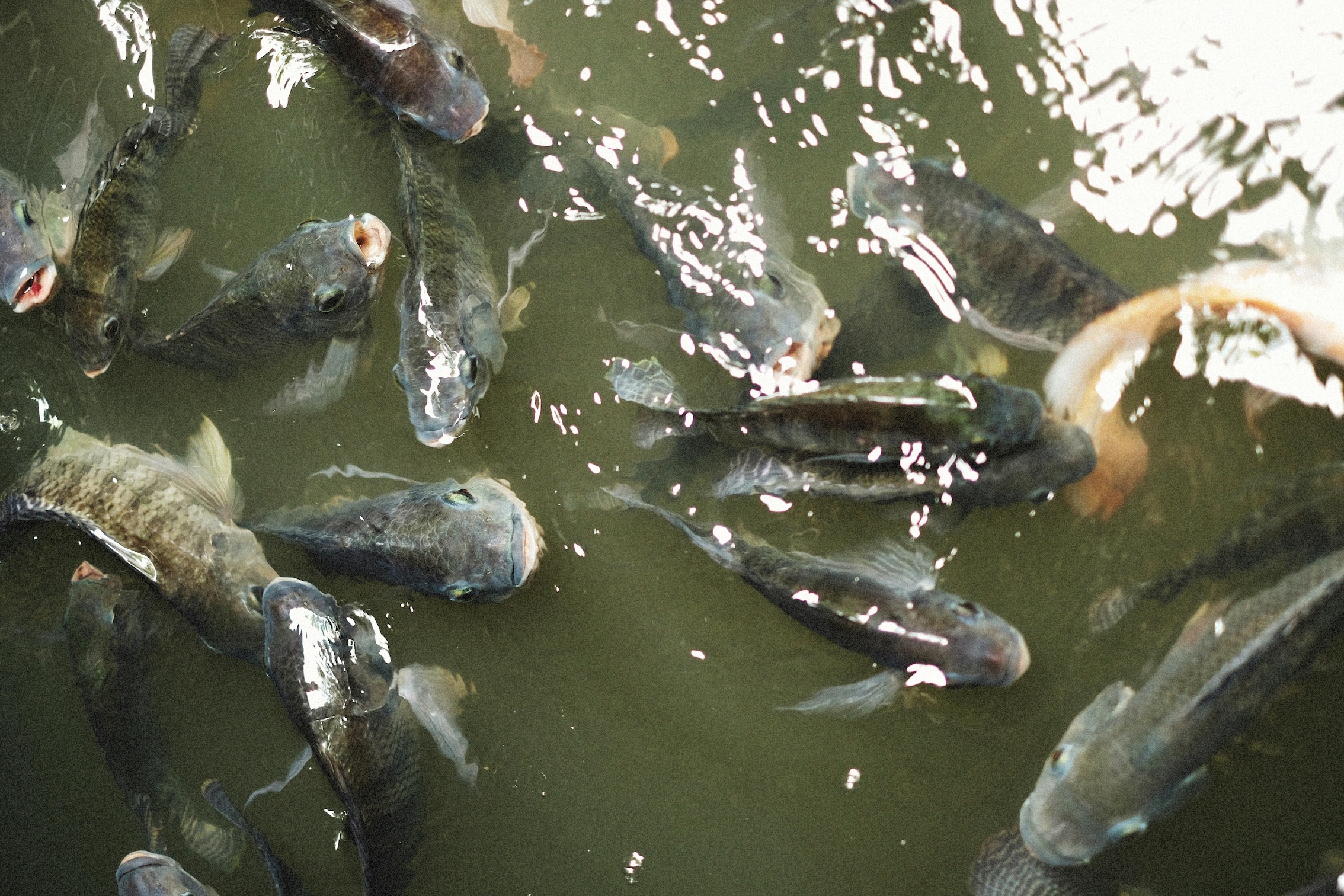 SA coal miner launches R3.3 million fish-breeding project