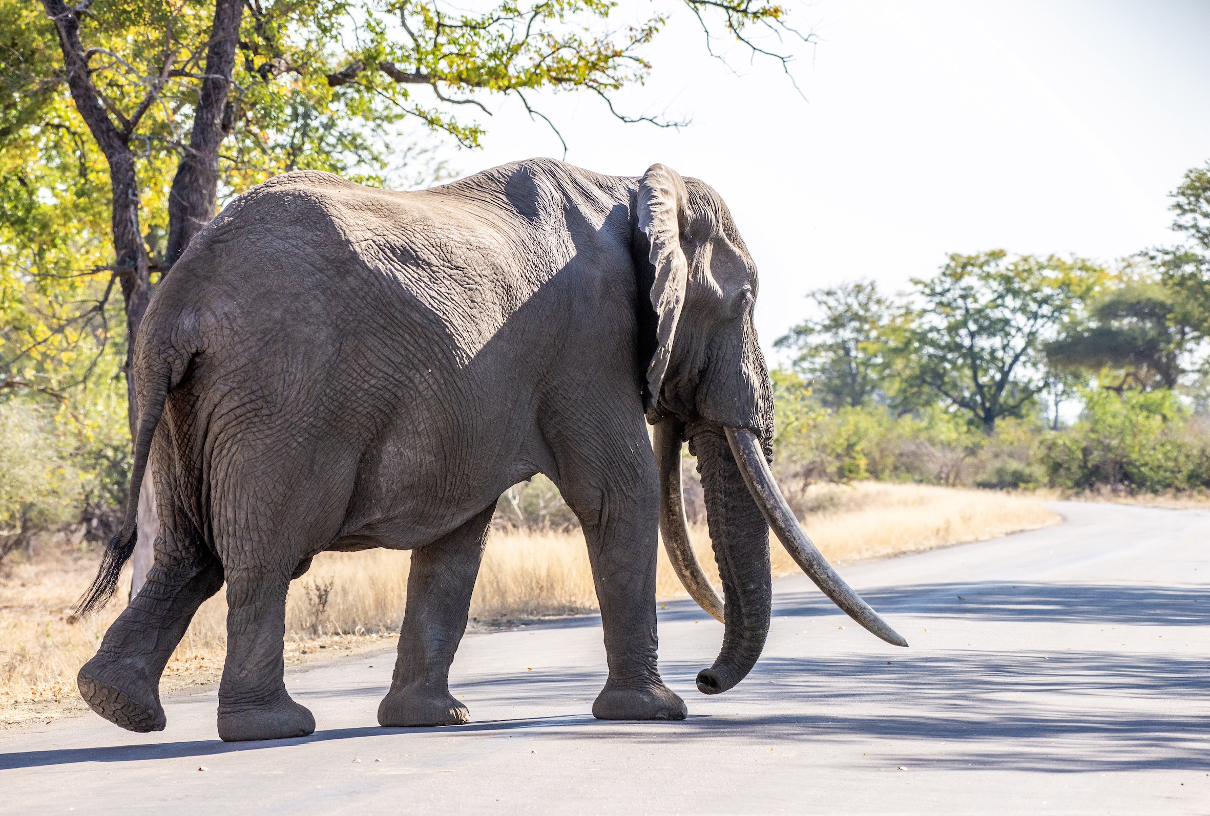 GroundUp, Kruger Park