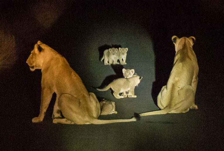 Sustainability, Kruger Park, lions, biodiversity, GroundUp