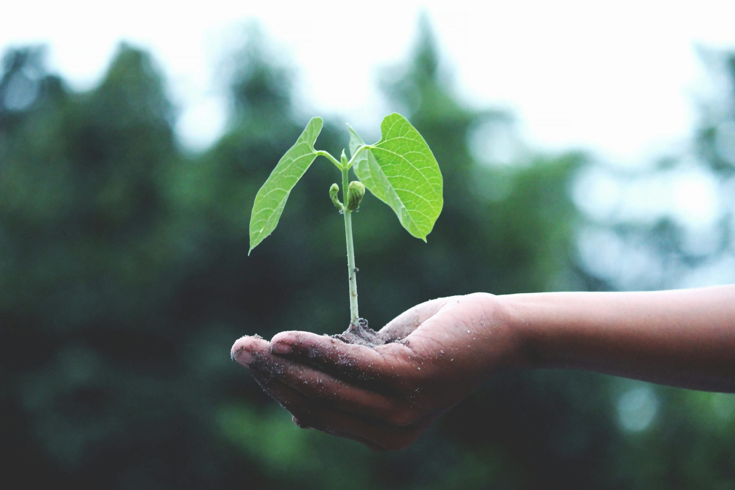 Climate change, Environment