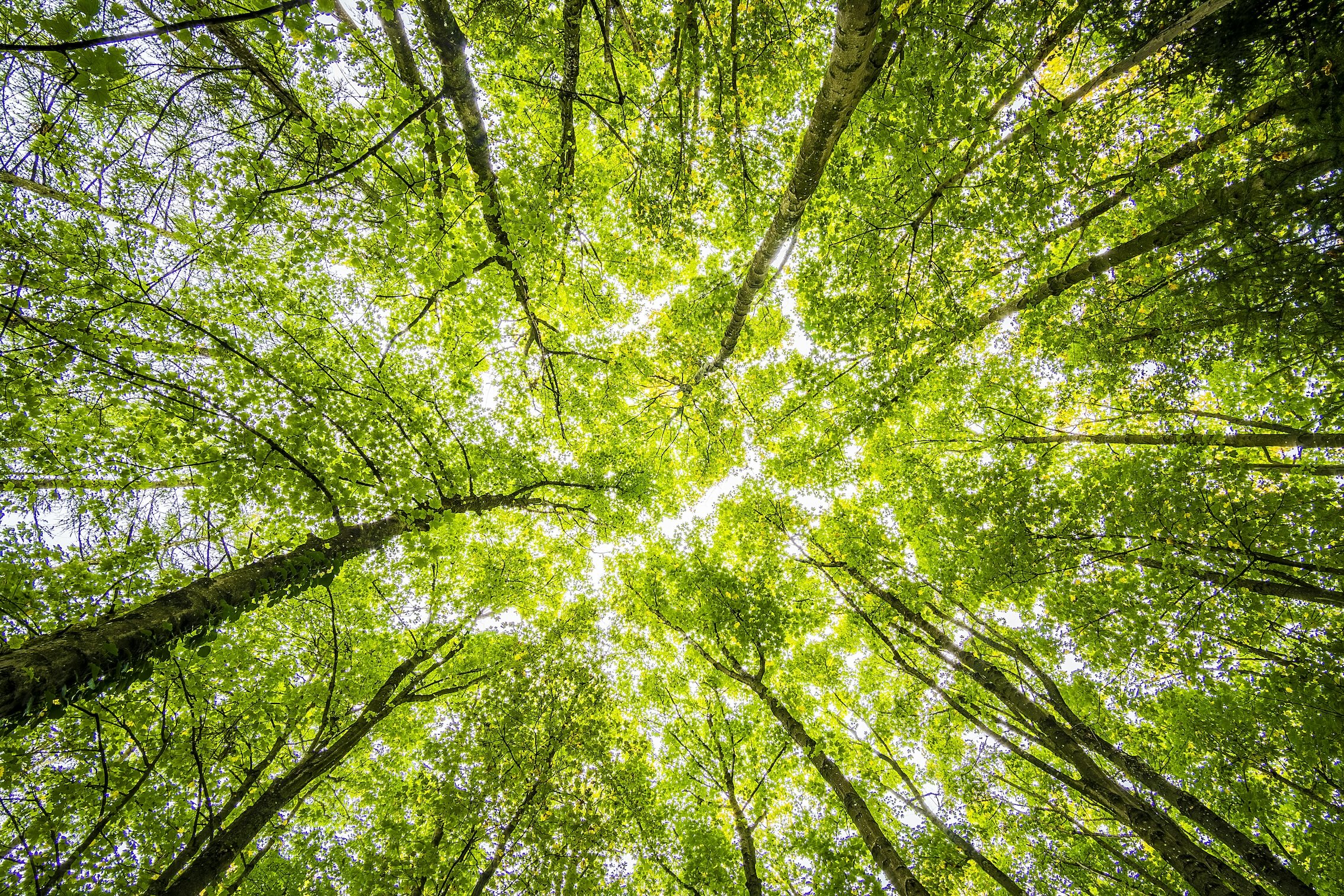 Ghana’s forests are being wiped out: what’s behind this and why attempts to stop it aren’t working