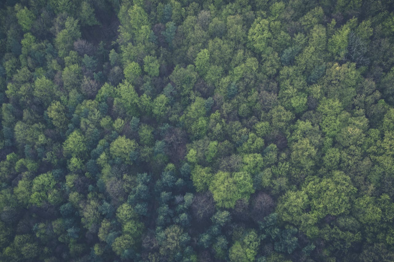 Forests